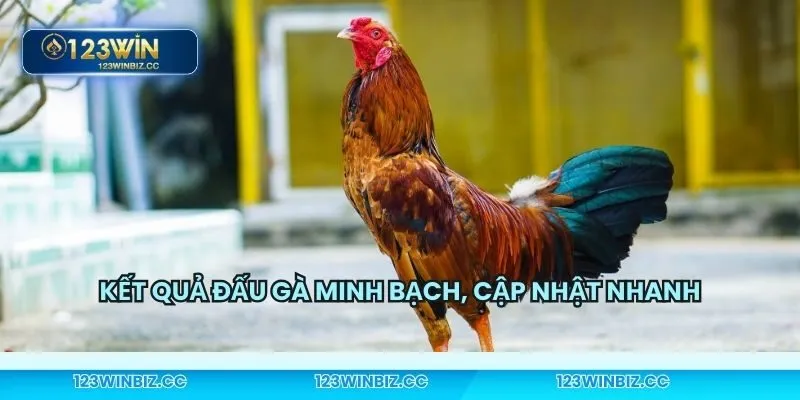 Lý do nên cá cược tại sảnh đá gà này