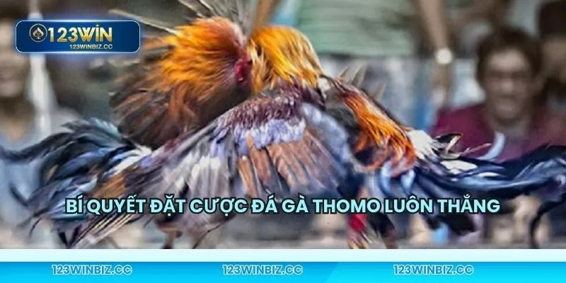 Kinh nghiệm hữu hiệu khi chơi đá gà thomo
