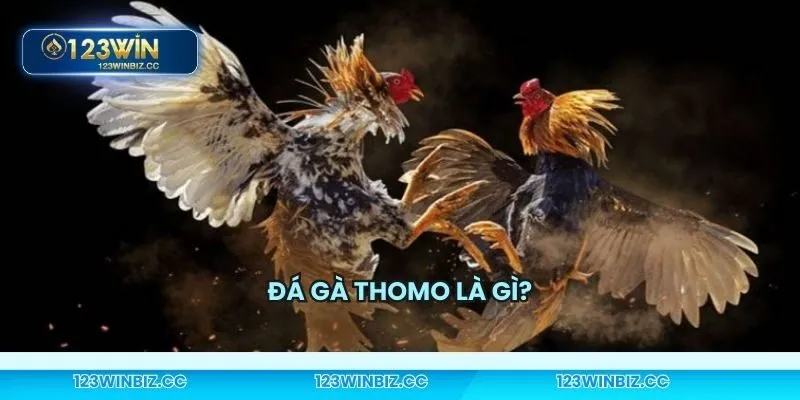 Tìm hiểu về hình thức đấu kê hấp dẫn này